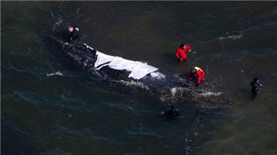 Der Wal steckt bis mindestens Sonntag weiter vor der Insel Poel fest.