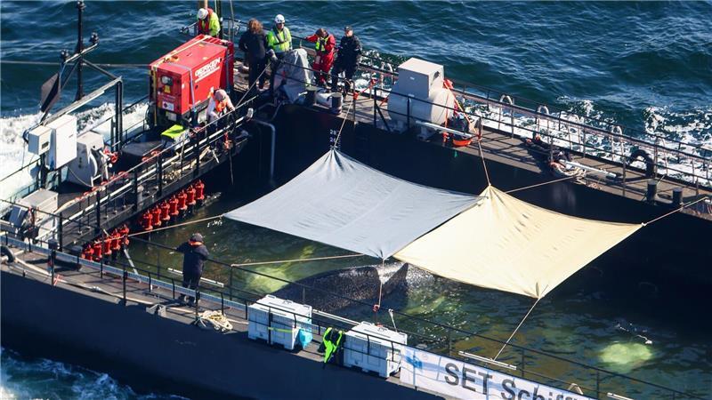 Der Wal war wochenlang vor der Insel Poel gestrandet.