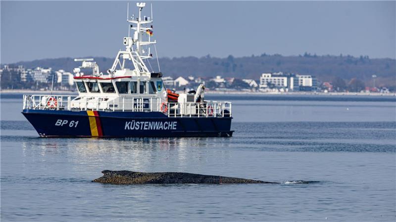 Der Wal wurde in der Nacht zu Montag im Wasser vor dem Ortsteil Niendorf der Gemeinde Timmendorfer Strand entdeckt, wie die Polizei mitteilte. 