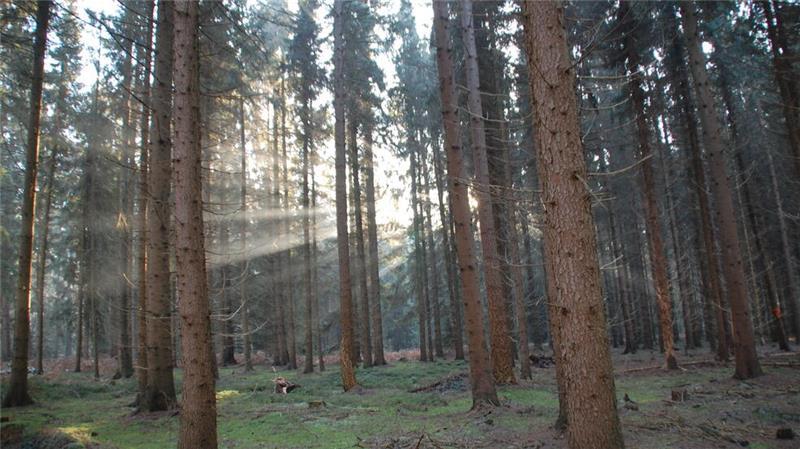 Der Wald hat eine gesundheitsfördernde Wirkung.