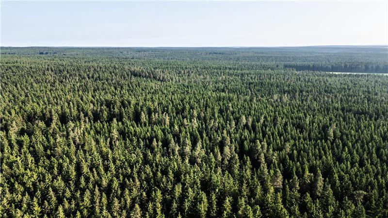 Der Wald in Deutschland bleibt laut einem neuen Bericht unter „Dauerstress“. (Archivbild)