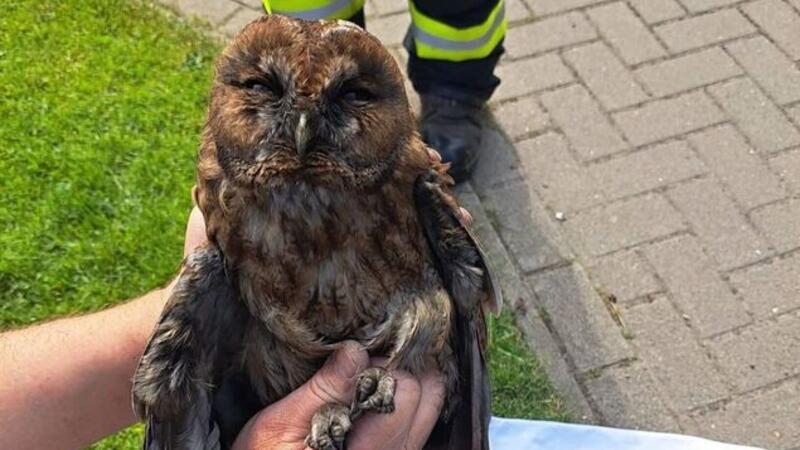 Der Waldkauz wurde befreit und kommt in eine Transportbox. 