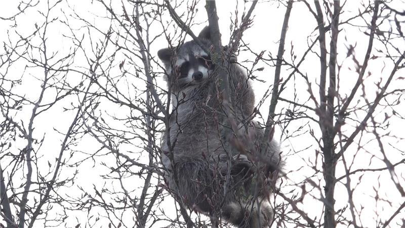 Der Waschbär im Baum löste einen Einsatz aus, die Retter ließen das Tier aber in Ruhe. 