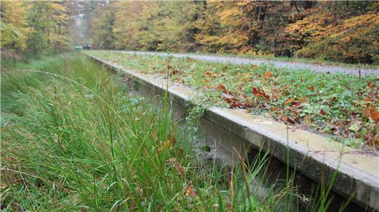 Der Weg durch den Braken wurde mit Amphibien-Tunneln ausgestattet.