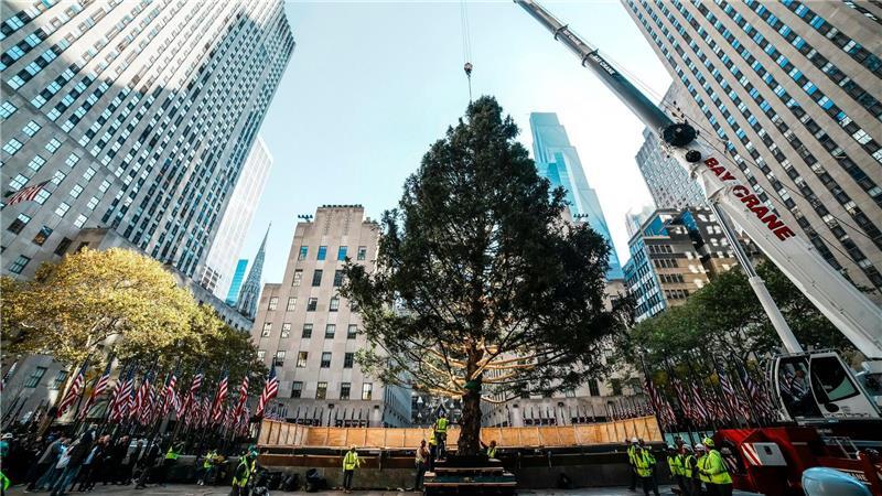Der Weihnachtsbaum des Rockefeller Centers wird aufgestellt.