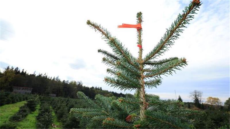 Der Weihnachtsbaum wird etwas teurer. (Archivbild)