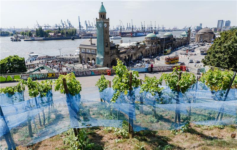 Der Weinanbau im Jahr 2018: Blaue Netze schützen die Trauben auf dem Weinberg der Hamburger Bürgerschaft vor Vögeln und menschlichen Dieben. Die Umbauarbeiten an den St. Pauli-Landungsbrücken sind abgeschlossen, die Stuttgarter Weinreben kehren an den einzigen Weinberg der Hansestadt zurück. Foto: Markus Scholz/dpa