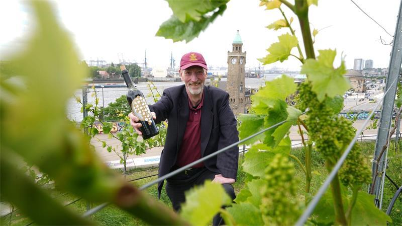 Weinberg mit Blick auf Hamburger Hafen - Exklusive Tropfen Der Weinberg an den Landungsbrücken wird von fünf ehrenamtlichen Hobby-Winzern gepflegt. Fachlich betreut werden sie von einer Winzerin aus Stuttgart.