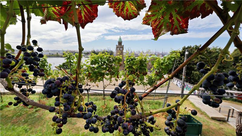 Der Weinberg ist eine Schenkung der Winzerinnen und Winzer des Stuttgarter Weindorfes. 