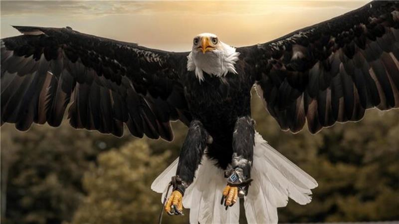 Der Weißkopfseeadler Donald ist in Detmold beheimatet. 