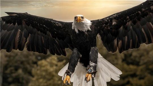 Der Weißkopfseeadler Donald ist in Detmold beheimatet, dorthin ging es nach seinem Ausflug an den Otterndorfer Elbdeich. 