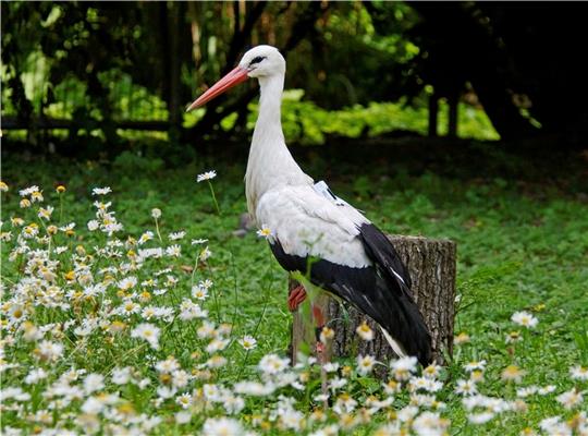 Der Weißstorch Porrentruy mit seinem GPS-Sender auf dem Rücken. Fotos: Dr. Holger Schulz