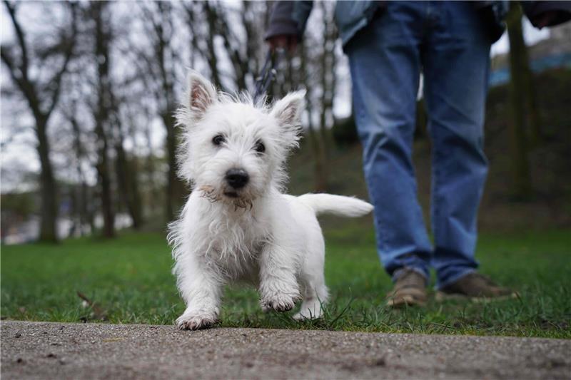 Mehr als 100.000 Hunde in Hamburg Der Welpe „Matteo“, ein West Highland White Terrier, steht in einem Park im Stadtteil St. Pauli. In Hamburg sind mittlerweile mehr als 100 000 Hunde registriert. Aus der Hundesteuer nahm die Hansestadt im vergangenen Jahr fast 5,4 Millionen Euro ein. Foto: Marcus Brandt/dpa