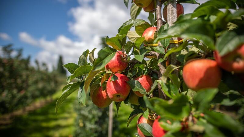 Import Obst nicht immer klimaunfreundlicher als regionales Der Welthandel könnte laut WTO bei der Reduktion von klimaschädlichen Emissionen eine Rolle spielen.