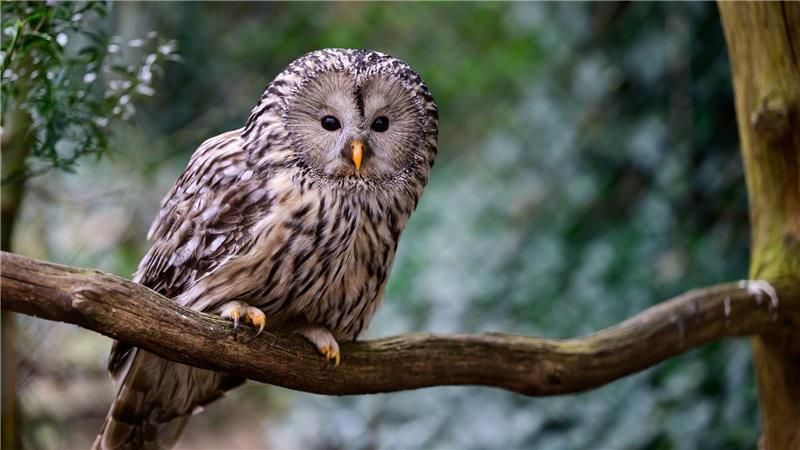Der Weltvogelwelt Walsrode läutet am Wochenende den Frühling ein.