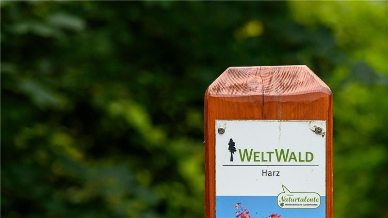 Warum in einem Harzer Wald Bäume aus aller Welt stehen Der Weltwald ist Tourismusattraktion und Freiluftlabor zugleich.