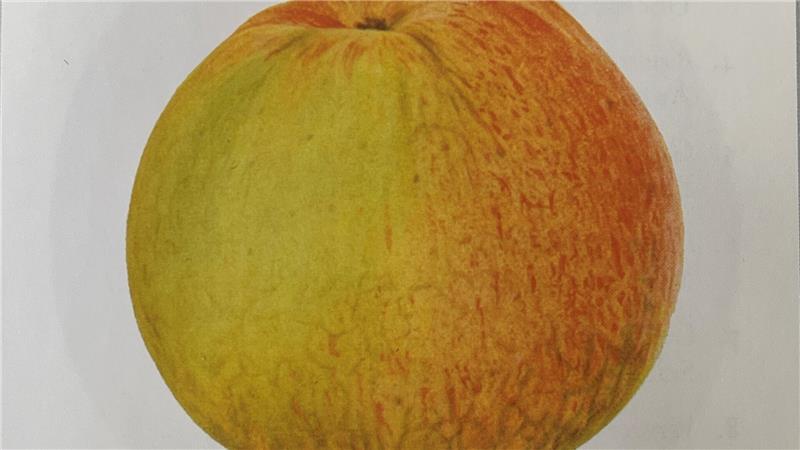 Altländer Apfelfest: Wenn Pomologen zur letzten Rettung werden Der Wohlschmecker aus Vierlanden - auf einer Tafel aus Lowels Werk „Deutsche Äpfel“ von 1941.