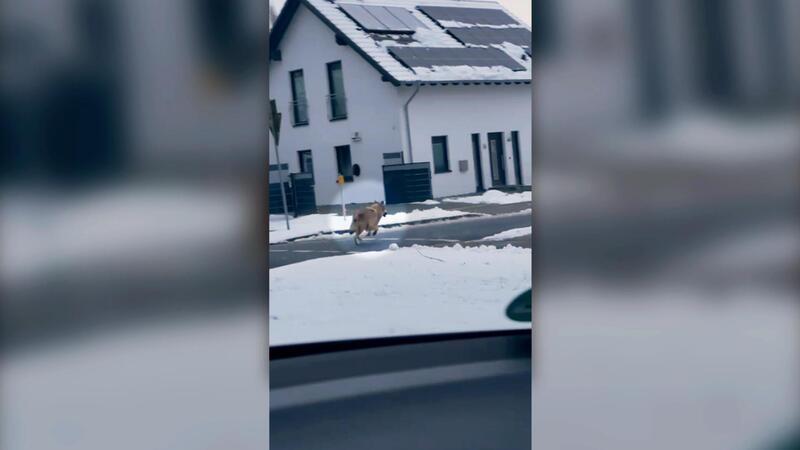 Der Wolf auf der Adolf-Butenandt-Straße in Beverstedt.