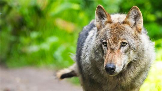 Der Wolf bleibt ein Streitthema zwischen Tierhalten und Naturschützern in Niedersachsen.