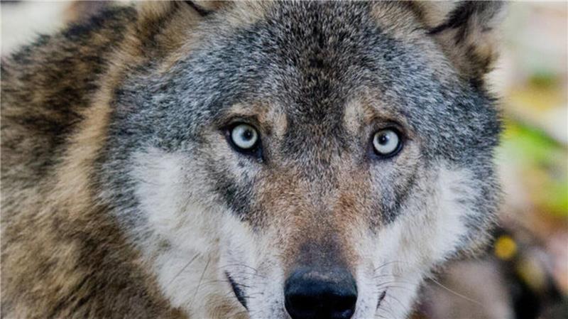 „Neue Eskalationsstufe“: Wolf reißt sieben Schafe im Nachbarkreis Der Wolf breitet sich weiter aus - und dringt inzwischen auch in deichnahe Bereiche vor.