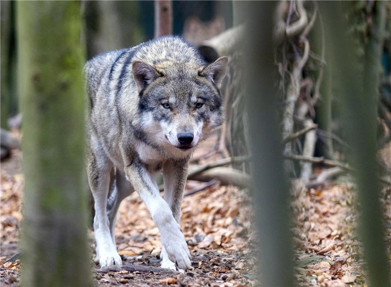 Der Wolf breitet sich zunehmend in Niedersachsen aus. Foto: Klaus-Dietmar Gabbert/dpa-Zentralbild/dpa