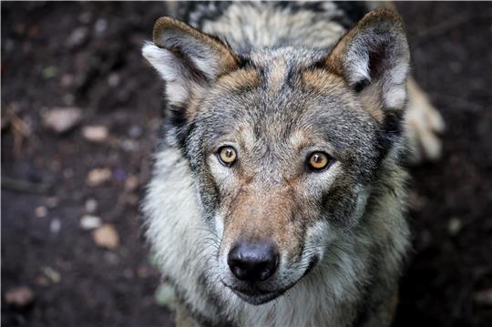 Der Wolf, der in Gräpel 55 Schafe angriff, soll laut DNA-Probe auch die Rinder in Wiepenkathen gerissen haben. Symbolfoto: Christian Charisius/dpa