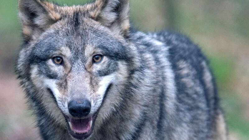 Lemke: Sollten nicht so tun, als ob der Wolf Müll ist Der Wolf hat sich wieder in Deutschland angesiedelt - und sorgt damit für politische Kontroverse.