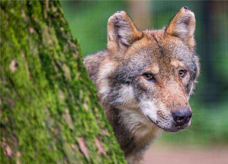 Der Wolf im Wald: mittlerweile kein Bild mit Seltenheitswert. Im Cuxland werden immer mehr Sichtungen gemeldet (Symbolbild). Foto: Lino Mirgeler/dpa