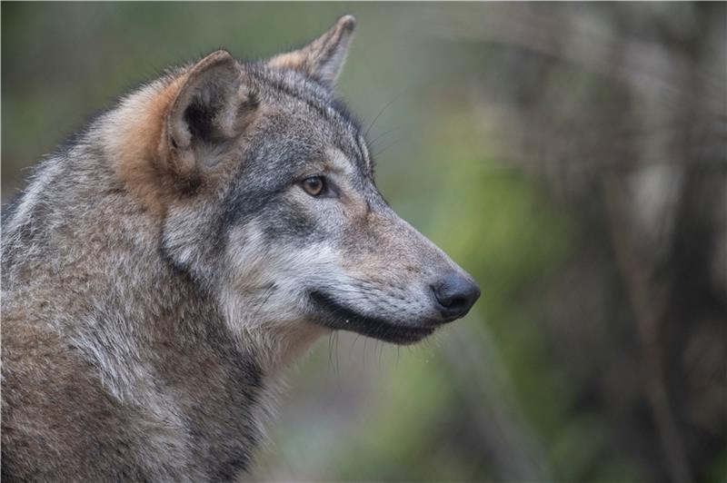 Der Wolf ist 2010 nach Niedersachsen zurückgekehrt und sorgt seit dem für emotionale Debatten. Foto: dpa