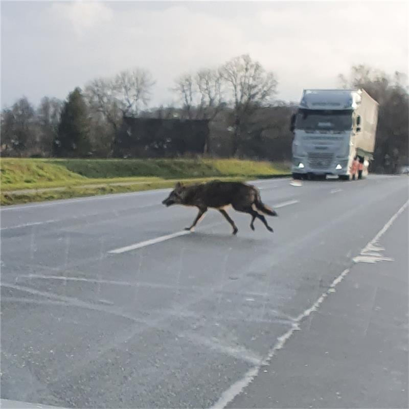 Der Wolf ist in der Region angekommen. Das Foto zeigt einen Wolf, der 2019 bei Nottensdorf gesichtet wurde. Fotos: Lepél/privat/Landesjägerschaft Niedersachsen/Albrecht