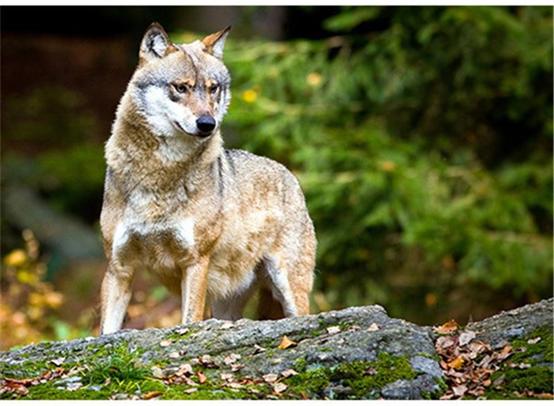 Der Wolf ist nach 150 Jahren wieder da und sorgt für Probleme und Debatten. Foto dpa