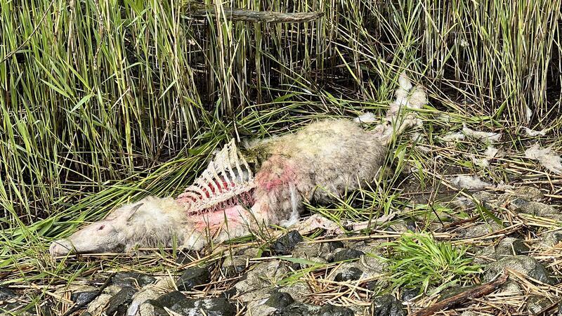 Der Wolf ist sehr anpassungsfähig und bei Nahrungsknappheit ernährt er sich von allem Vorhandenen.