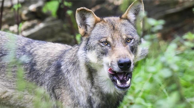 Pilotprojekt: Mit Kameras dem Wolf auf der Spur Der Wolf ist sehr anpassungsfähig und verbreitet sich stark. Nutztiere müssen geschützt werden, um nicht leichte Beute zu werden.