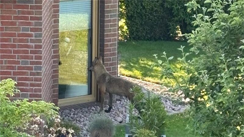 Neues Video: Wolf späht durch Terrassentür eines Wohnhauses Der Wolf schaut durch die Terrassentür des Nachbarhauses. Carina Bohlsen ist dieses Foto gelungen.