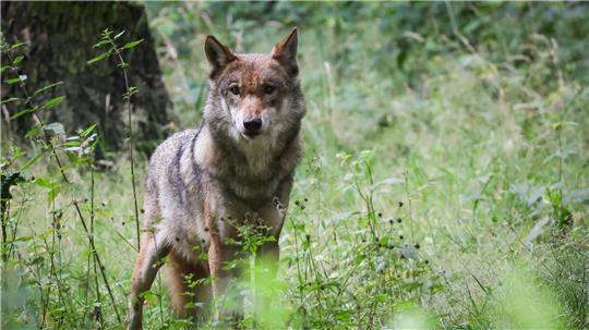 Der Wolf soll ins Jagdrecht aufgenommen werden. (Archivbild)