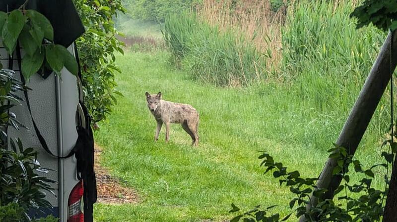 Der Wolf streift durch die Gärten in Jork-Königreich.