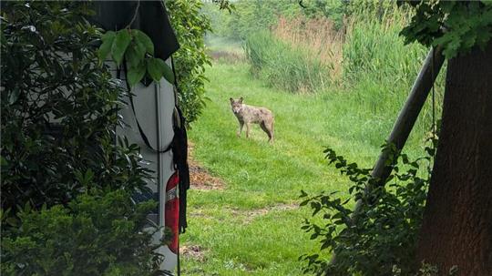 Der Wolf streift weiter durch die Gärten in Königreich.