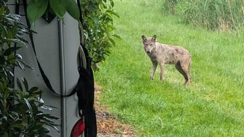 Auf einer grünen Wiese steht ein Wolf.