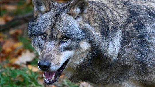 Der Wolf weckt Emotionen. 150 Jahre nach seiner Ausrottung ist er im Landkreis Stade wieder heimisch geworden.