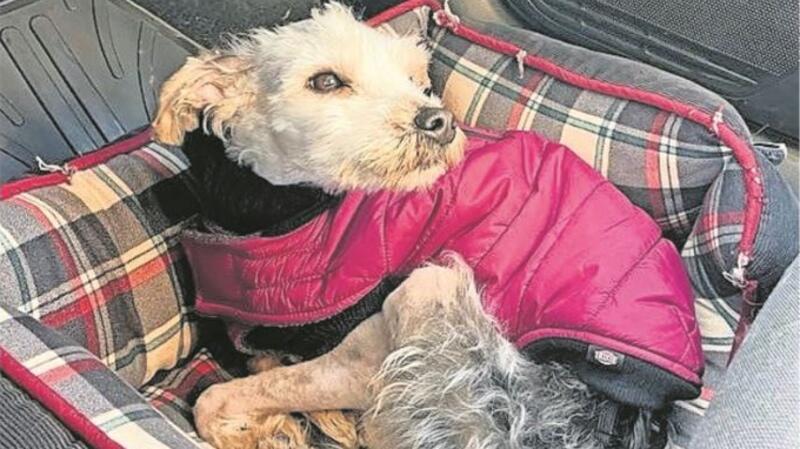 Hund in Bremerhaven brutal misshandelt: Egon ist kein Einzelfall Der Yorkie-Mischling Egon hatte Glück - kuschelig eingepackt fährt er mit seiner neuen Besitzerin nach Hause.