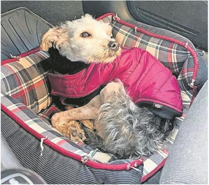 Der Yorkie-Mischling Egon hatte Glück - kuschelig eingepackt fährt er mit seiner neuen Besitzerin nach Hause.