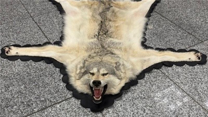 Der Zoll am Frankfurter Flughafen entdeckte ein Wolfsfell im Gepäck eines Reisenden. (Handout)