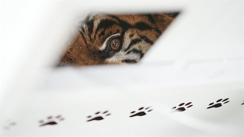 Umsiedlung von 30 Großkatzen aus Zoo in Argentinien beginnt Der Zoo Luján war 2020 aus Tierschutzgründen geschlossen worden.