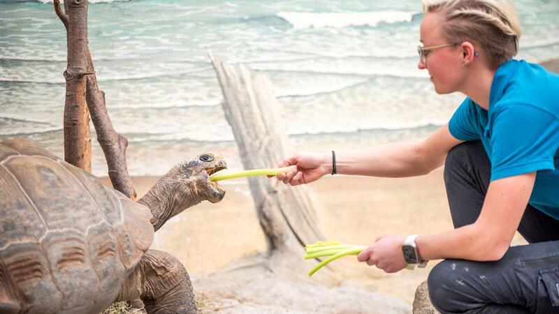 Bilder des Tages Der Zoo der Hansestadt Rostock feiert dieses Jahr sein 125-jähriges Jubiläum. Galapagos-Riesenschildkröte Isabela dürfte das freuen: Vielleicht gibt es ein besonderes Futter?