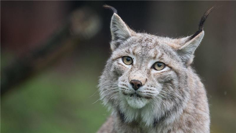 Zoo wirbt um Haustierspenden als Futter für Raubtiere Der Zoo in Aalborg weist darauf hin, dass Raubtiere wie Luchse auf ganze Beutetiere angewiesen sind - gerne auch Haustiere. (Archivbild)