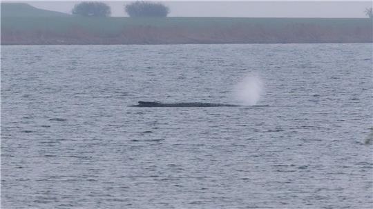 Der Zustand des gestrandeten Wals vor der Insel Poel ist unverändert. (Archivbild)
