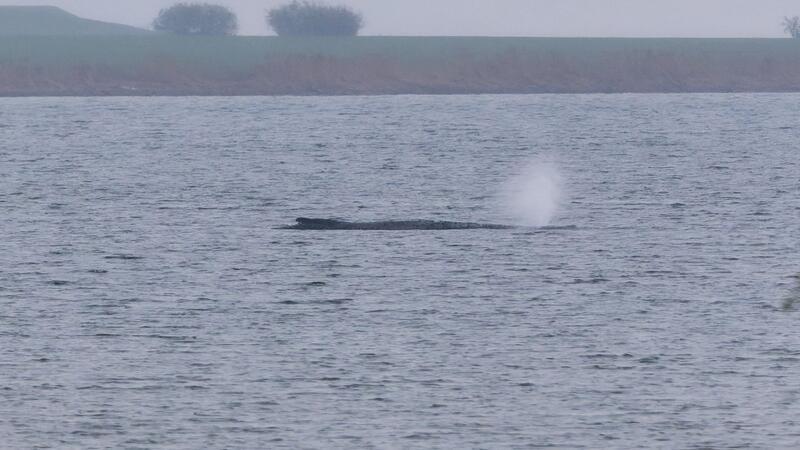 Der Zustand des gestrandeten Wals vor der Insel Poel ist unverändert. (Archivbild)