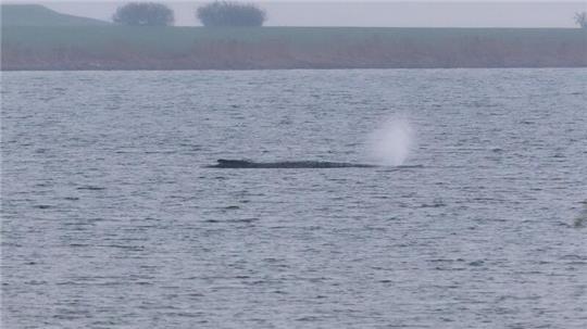 Der Zustand des gestrandeten Wals vor der Insel Poel ist unverändert. (Archivbild)