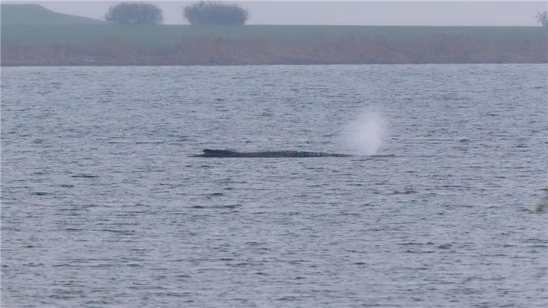 Der Zustand des gestrandeten Wals vor der Insel Poel ist unverändert. (Archivbild)