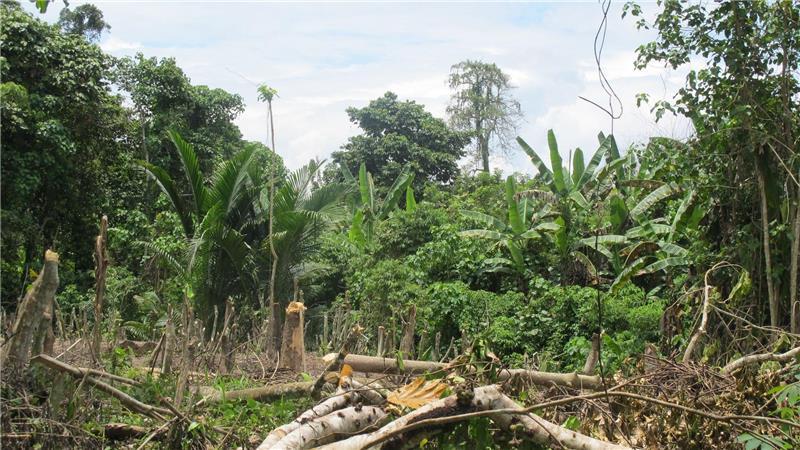 Der Zyklon „Maila“ hat Teile von Papua-Neuguinea mit voller Wucht getroffen. (Symbolbild)